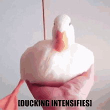 ducks triggered intensifies