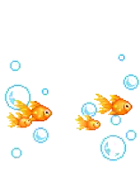 two goldfish are swimming in the water with bubbles