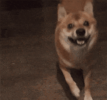 Doge Doge Meme GIF - Doge Doge Meme Dogecoin GIFs