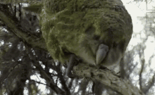 Kakapo Marsiles GIF