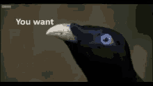 Crow You Want Sum Fuck GIF - Crow You Want Sum Fuck GIFs
