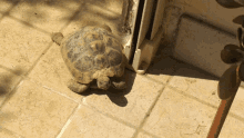 tartaruga turtle tartoise sunny day lazy day