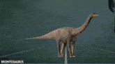 a brontosaurus with a zebra print on it 's body