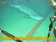 sharks eating my internet again written on a screen