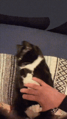 Cat Trapped GIF