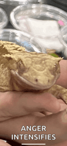 Cute Crested Gecko GIF - Cute Crested Gecko Anger Intesifies GIFs
