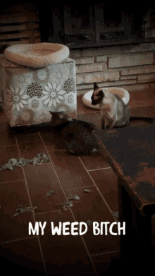 two cats standing on a tiled floor with the words my weed bitch above them