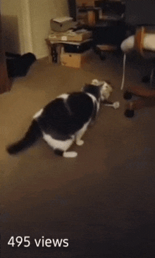 a black and white cat is playing on the floor with 495 views