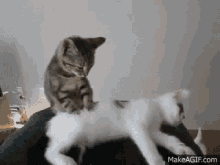 Cats Cat Massage GIF
