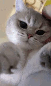 Cat Cat Kiss GIF - Cat Cat Kiss GIFs
