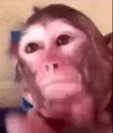 Monkey Monkey Showering GIF - Monkey Monkey Showering Shower GIFs