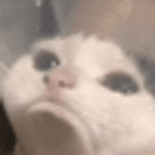 a close up of a cat 's face behind a glass .