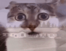 Kaboom Cat GIF - Kaboom Cat GIFs