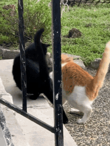 Sonny Frankie Cat Fight GIF - Sonny Frankie Cat Fight Swat GIFs