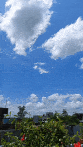 Sky Flower GIF - Sky Flower Cloud GIFs