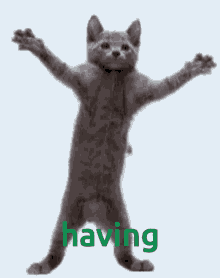 Having Cat GIF - Having Cat Dance GIFs