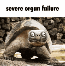 Kaperoo Severe Organ Failure GIF