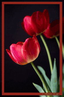a close up of two red flowers with a red border and the words reflections design on the bottom