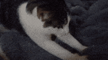 a black and white cat is laying down on a blanket