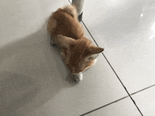 Cat Dingus GIF