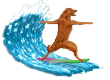 Dog Surf GIF - Dog Surf Waves GIFs