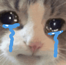 a close up of a cat 's face with tears coming out of its eyes