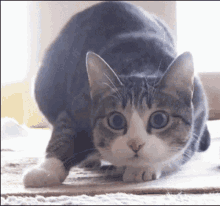 Cat Sneaking GIF