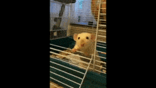 мышь мышка GIF - мышь мышка удивленно смотрит GIFs