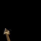 a statue of a gold dragon with a long tail on a black background