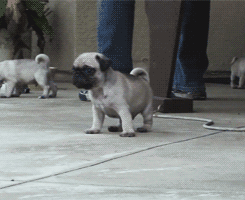 Oooh Hellooo! GIF - Cute Pug Hello - Discover & Share GIFs