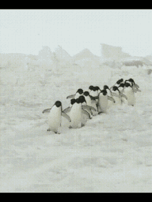 pinguinos penguin waddle cute snow