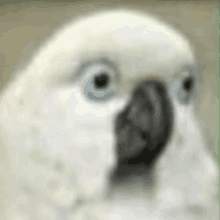 Gifs Passarinhos - Cockatoo, HD Png Download - 640x493 (#4120053) - PinPng