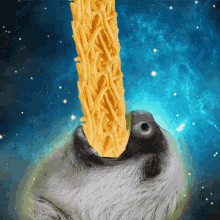 Slow GIF - Sloth Slow Fries GIFs