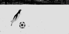 I Don'T Even Know What'S Real Anymore GIF - Penguins Soccer GIFs
