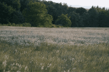 Countryside With The Wind Wind GIF - Countryside With The Wind Wind Campaign GIFs