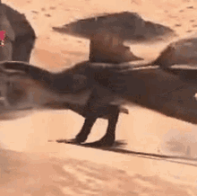 GIF