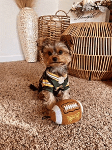 a small dog wearing a green bay packers jersey holds a toy football