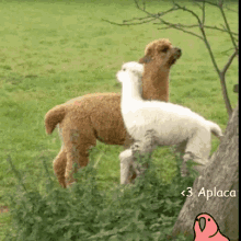 Alpaca Happy GIF - Alpaca Happy Playful GIFs