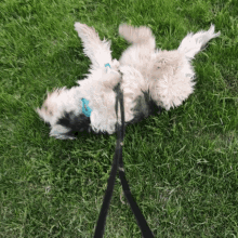leppo cute doggie on a leash playful