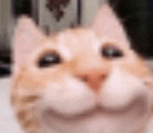 a close up of a cat 's face with a smiling face .