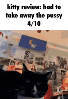 Kitty Review GIF