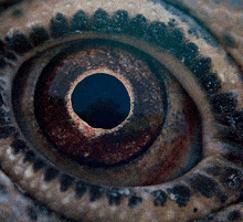 a close up of a snake 's eye with a hole in the middle