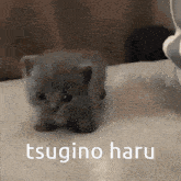 Tsugino Haru Zeno Remake GIF - Tsugino Haru Zeno Remake Silly GIFs
