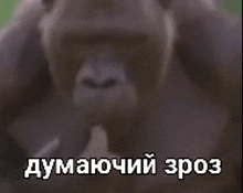Monkey игорь буток GIF