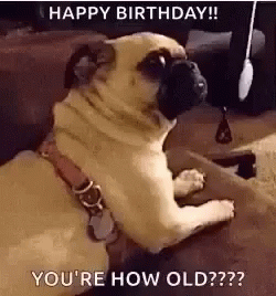 Birthday Wishes Yay GIF - Birthday Wishes Yay Funny Animals - Discover &  Share GIFs