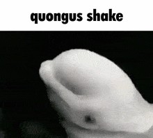 a close up of a white object with the words " quongus shake " below it