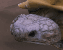 Turtle Blink GIF
