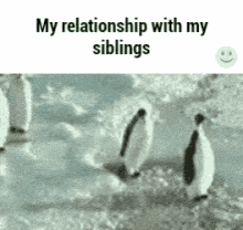 Penguin Slap GIF - Penguin Slap Sibling GIFs