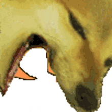 doge eating lorax doge eating tall lorax dog eats lorax dog eating tall lorax tall lorax