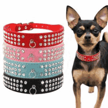 Custom Dog Harness Led Dog Collar GIF